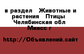  в раздел : Животные и растения » Птицы . Челябинская обл.,Миасс г.